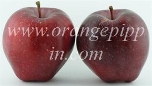 Apple - Red Delicious - tasting notes, identification, reviews
