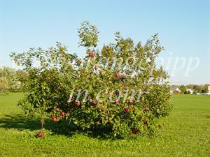 Arkansas Black Apple Trees 80
