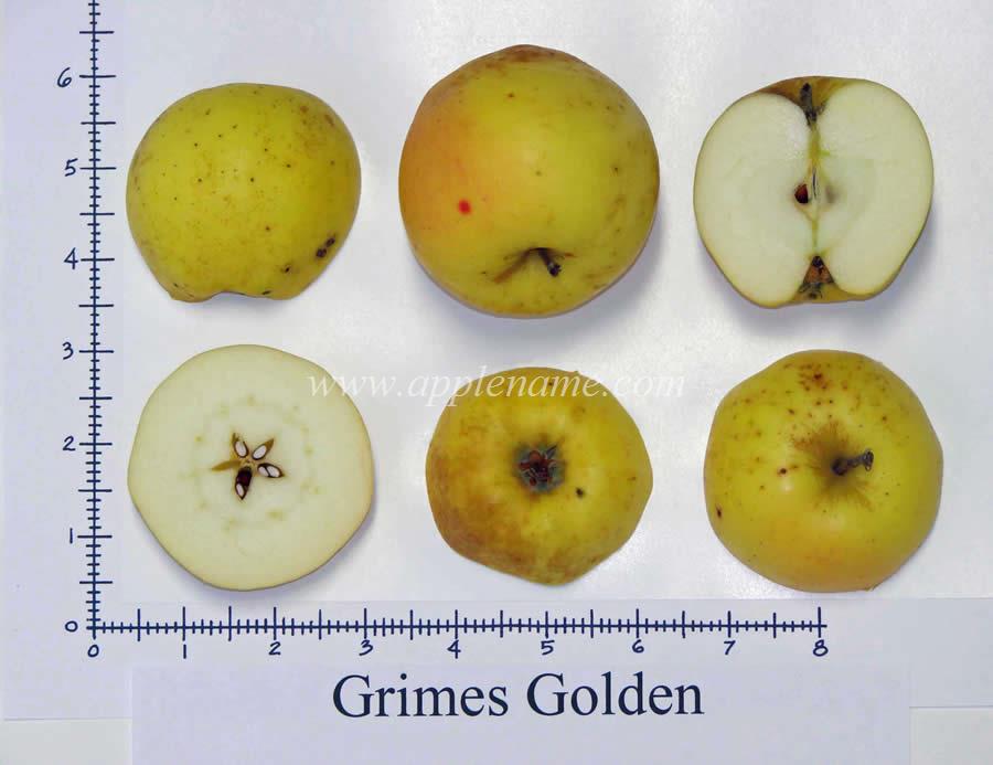 How To Identify The Grimes Golden Apple Variety