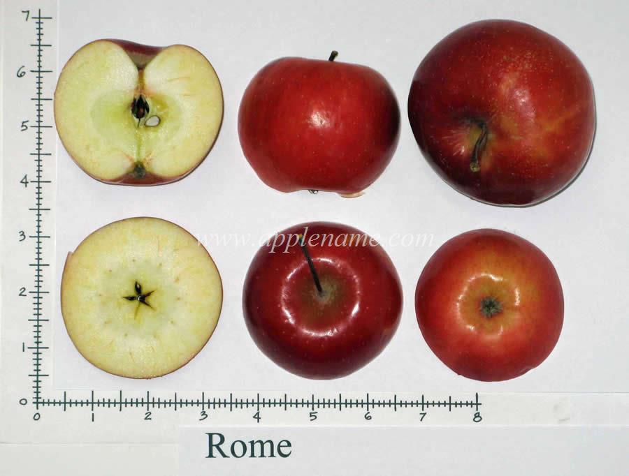 Resultado de imagen para apple rome