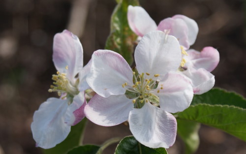 Apple - Lady Apple - tasting notes, identification, reviews