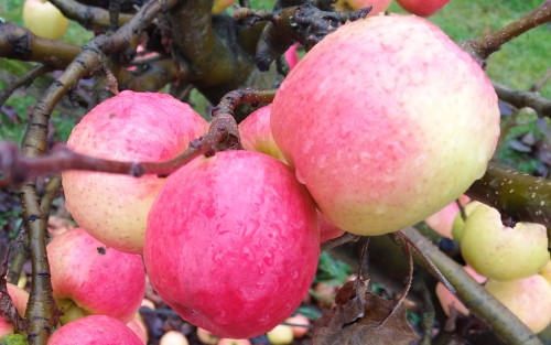 1 pound Local Honeycrisp Apples - Mike's Organic