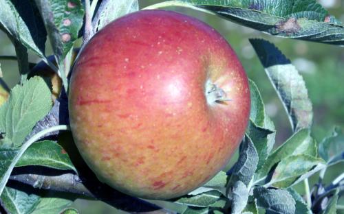Envy apple ranks tops for flavor, crunch and appearance in test - Produce  Blue Book