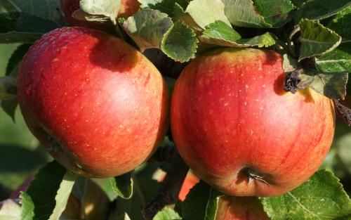 Malus domestica 'Gala' Gala-Red Gala Apple from Grandpa's Orchard