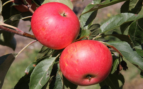 Can You Plant Apple Seeds From Store-Bought Apples?