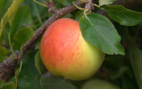 Organic Gala Apples 1 ct