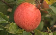 Red Falstaff Apple