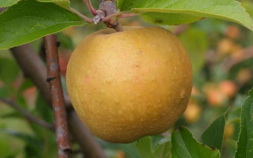 Herefordshire Russet