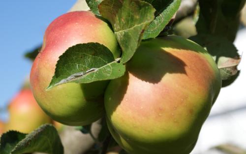 Bramley's Seedling