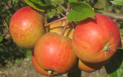 Large Red Delicious Apple - Each, Large/ 1 Count - City Market