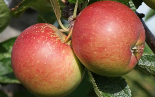 Live - Organic Pink Lady Apple Taste Test