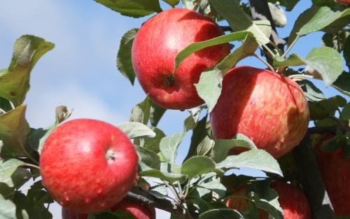 1 pound Local Honeycrisp Apples - Mike's Organic