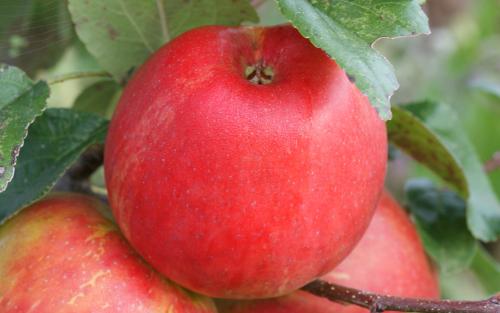 Apples Honey Crisp 1 EA