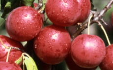 Gypsy Cherry plum