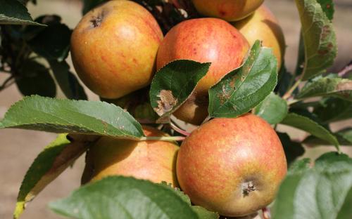 Ashmead's Kernel