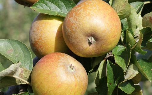 Ashmead's Kernel