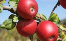 Red Alkmene Apple