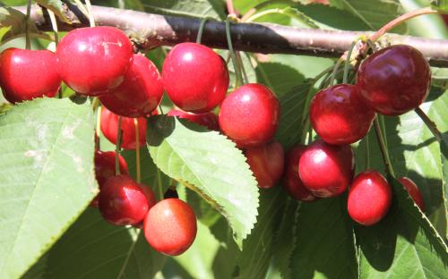 Lapins Cherry