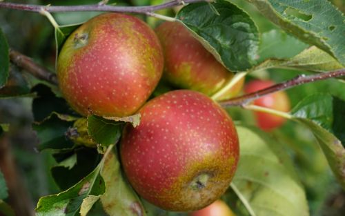 Braddick's Nonpareil Apple