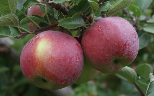 How to Keep Cut Apples Fresh - Robinette's Apple Haus & Winery