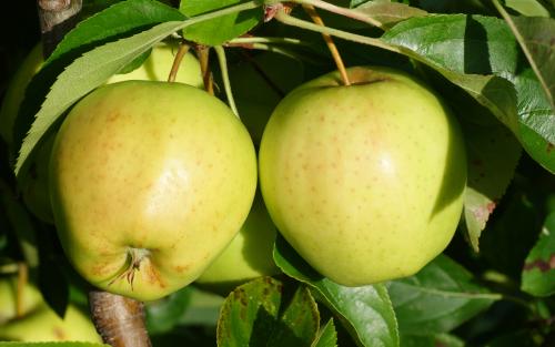 Apple - Golden Delicious - tasting notes, identification, reviews