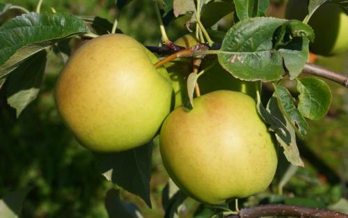 Apple - Golden Delicious - tasting notes, identification, reviews