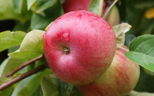 Early McIntosh (Early Mac) * - Adam's Apples