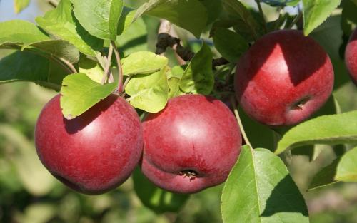 Apples, McIntosh - Trombly Gardens, LLC