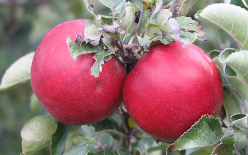 Ida Red Apples - Apple Holler