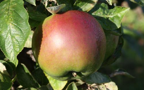 Apples, very a-peeling to all, Alstede Farms