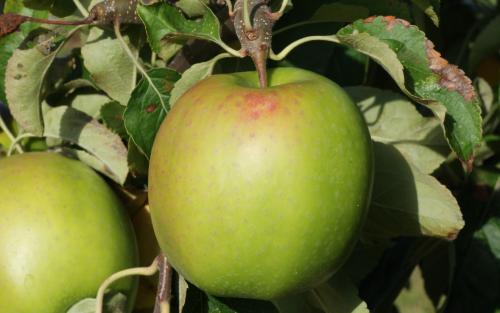 Pomme Juliet® : Organic French-grown apple - Juliet Apple