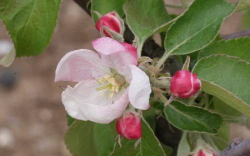 Apple - Granny Smith - tasting notes, identification, reviews