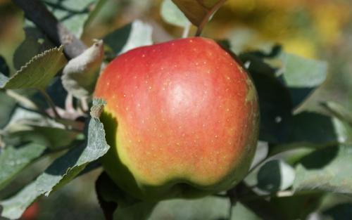 Washington organic apples show steady growth