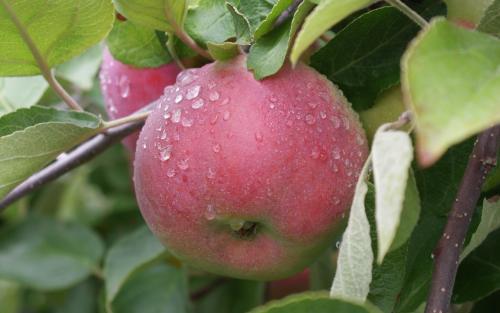 Hope Orchards - McIntosh and Cortland apples- That is what