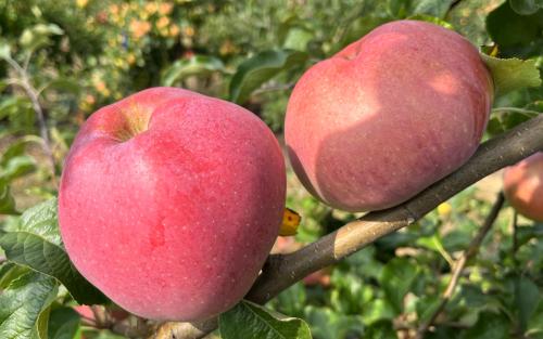 Organic Pink Lady Apple, 1 count, First Fruits of Washington