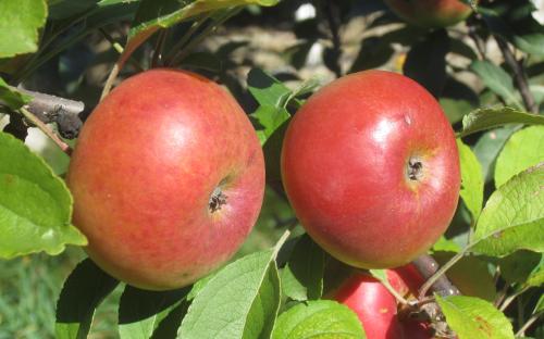 Apple - Lady Apple - tasting notes, identification, reviews