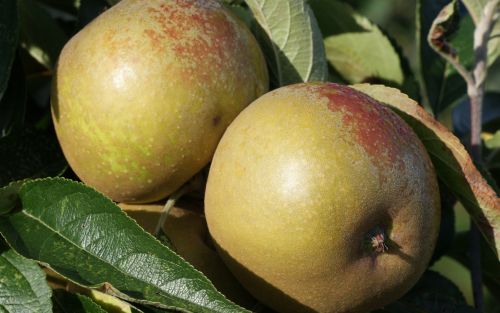 Brownlees Russet Apple
