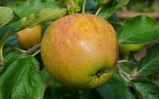 Flower of Kent Apple