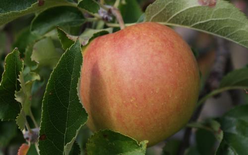 Fuji apples *seconds* *not organic* 5 kilo+ box (a little more