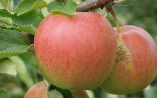 Apples, very a-peeling to all, Alstede Farms