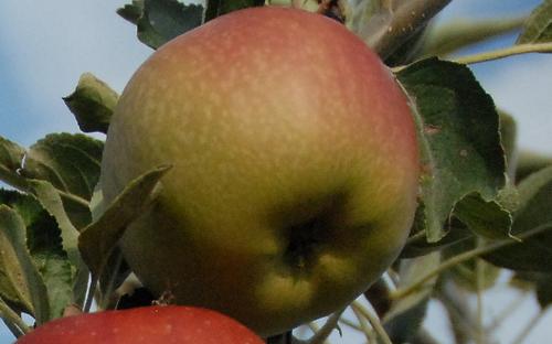The Red Delicious Apple Grown at Apple Holler