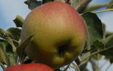 Esopus Spitzenburg Apple