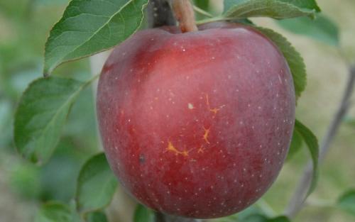 Apples, McIntosh - Trombly Gardens, LLC