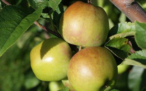 Pippin Apples Information and Facts