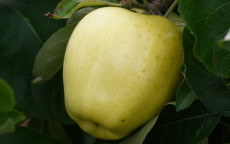 Yellow Transparent Apple