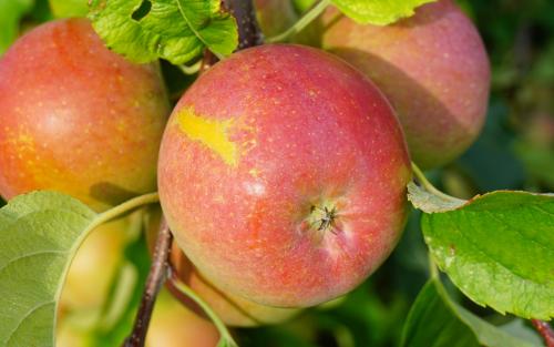 Pomme Juliet® : Organic French-grown apple - Juliet Apple