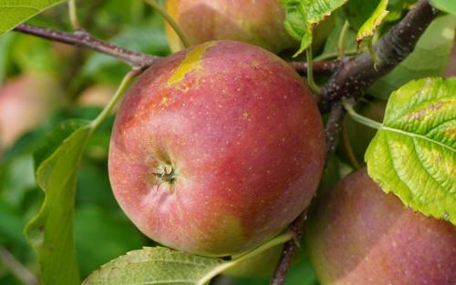 Fuji Apple Tree