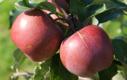 Fuji Apples - Apple Varieties - Riveridge Produce Marketing