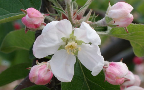 Myra Red Fuji Apple Tree