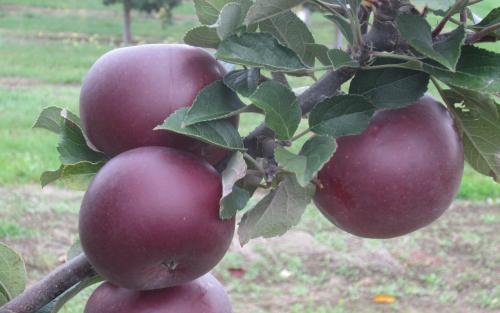 List of Organic Apple Varieties - Eat Like No One Else